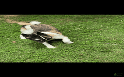 Akita dogs for sale: Jasper - Image 1