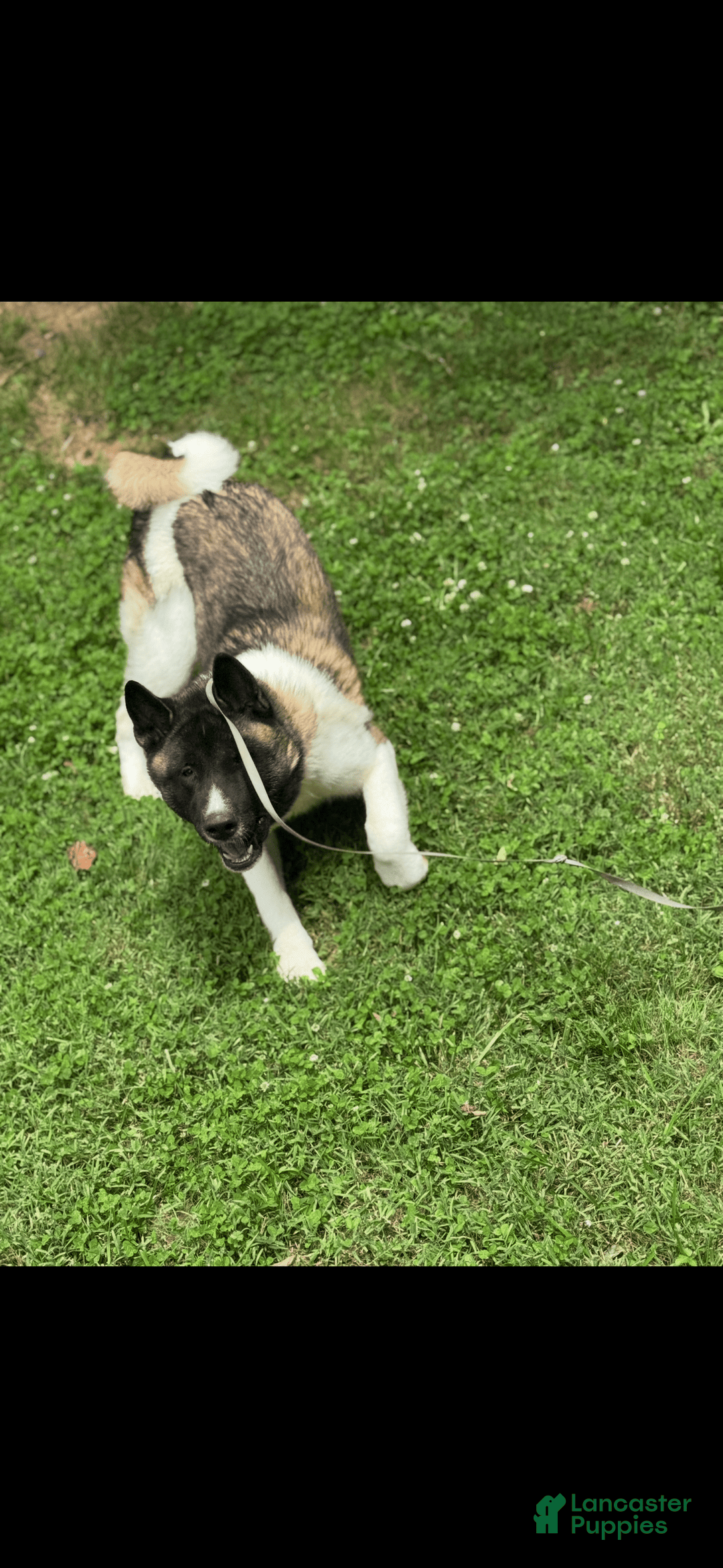 Akita dogs for sale: Jasper - Image 1