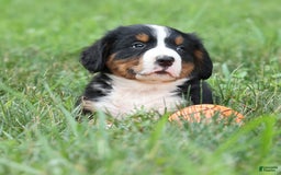 Bernese Mountain Dog dogs for sale: Snoopy - Image 18