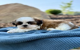 Shih Tzu dogs for sale: Atlas - Image 7