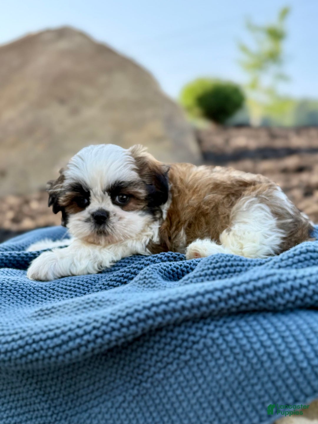 Shih Tzu dogs for sale: Atlas - Image 7