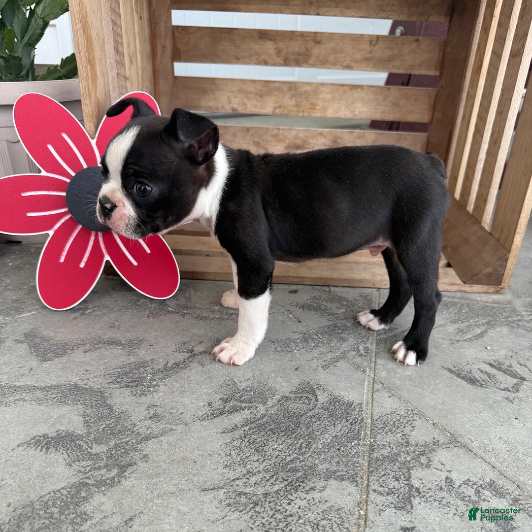Boston Terrier dogs for sale: Sport - Image 3