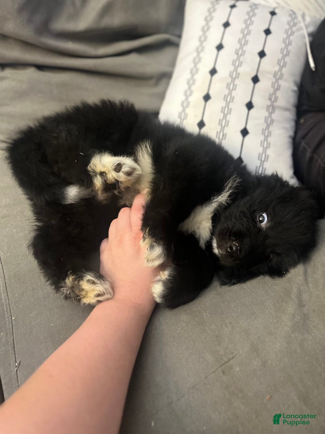 Newfoundland dogs for sale: Lando - Image 1