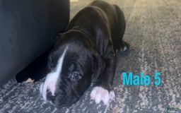 American Bully dogs for sale: Jasper - Image 1