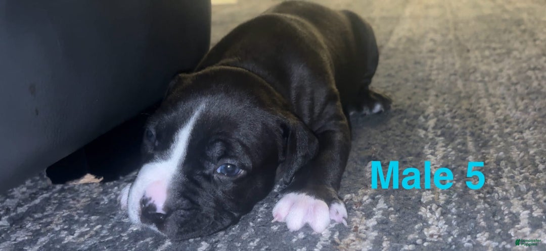 American Bully dogs for sale: Jasper - Image 1
