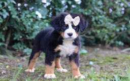 Bernese Mountain Dog dogs for sale: Alice - Image 4