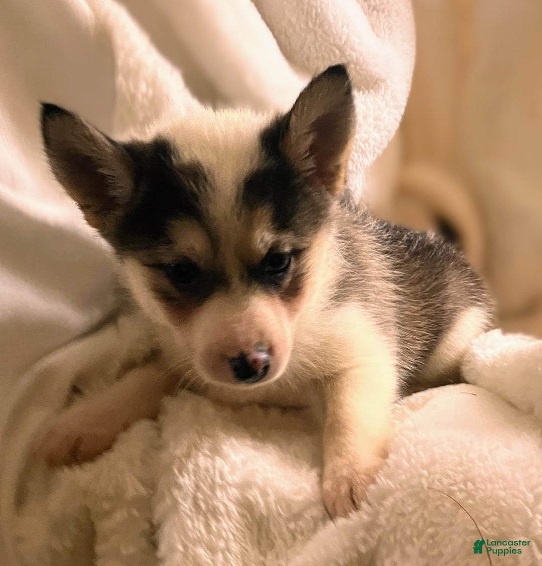 Pomsky dogs for sale: Sweet Rain - Image 3