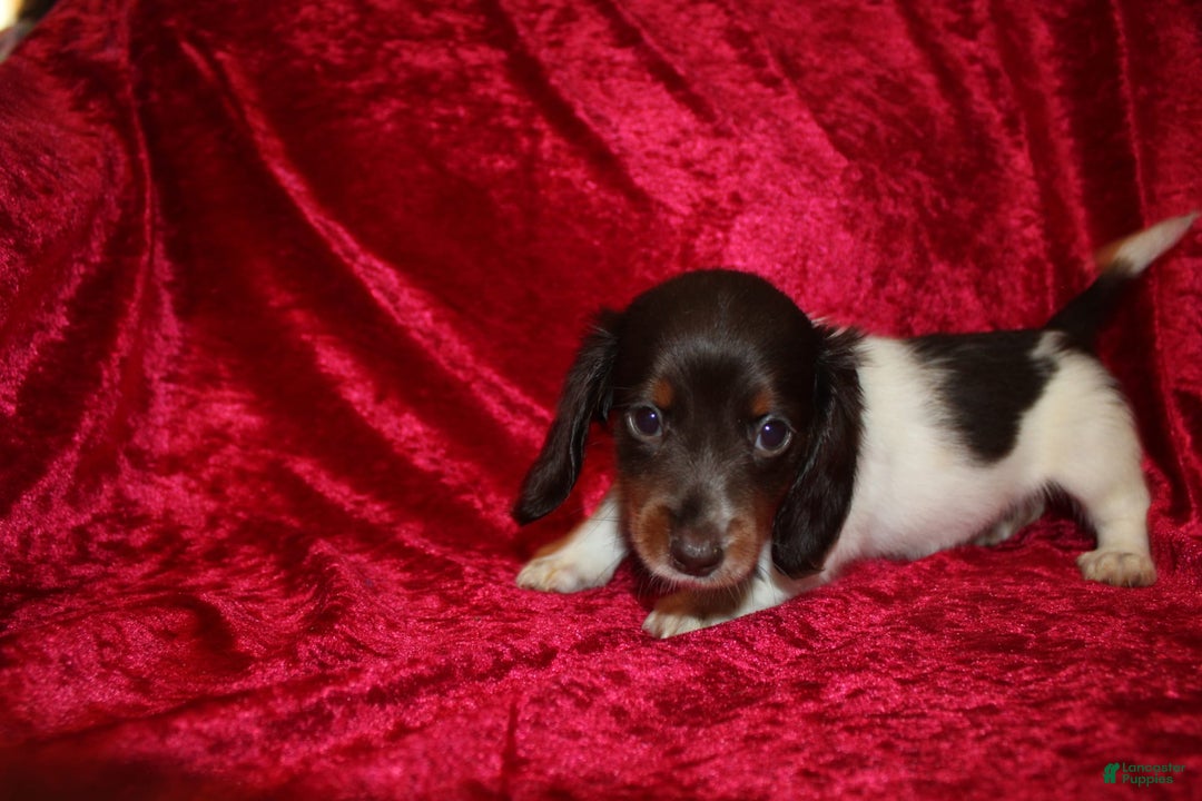 Miniature Dachshund dogs for sale: Chloe Mini - Image 4