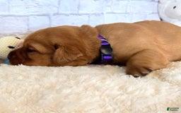 Labrador Retriever dogs for sale: Labrador Retriever 7 puppies - Image 1