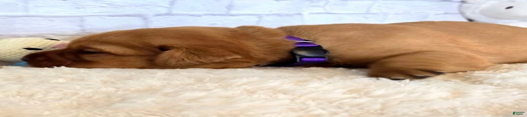 Purple Girl