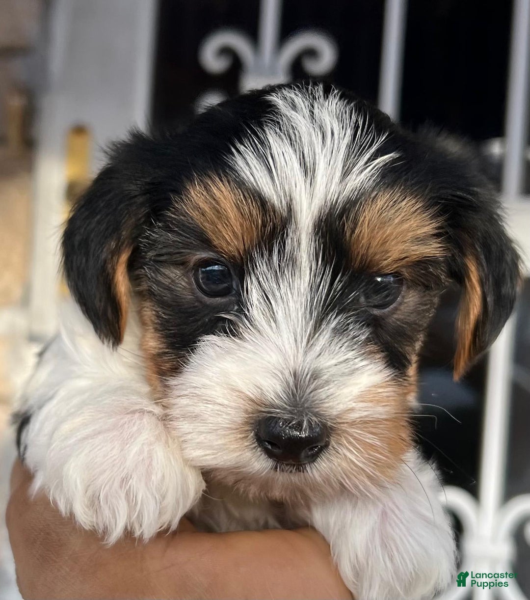 Biewer Terrier dogs for sale: Kiko - Image 5