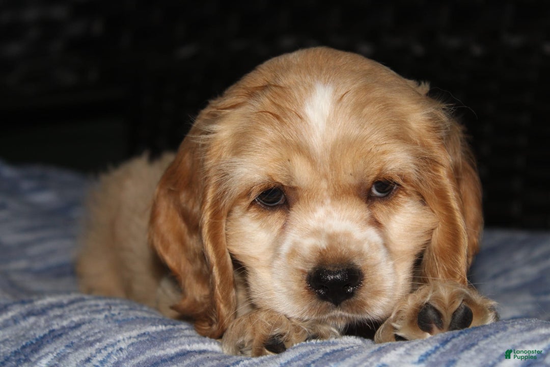 Cocker Spaniel dogs for sale: Tinka - Image 8