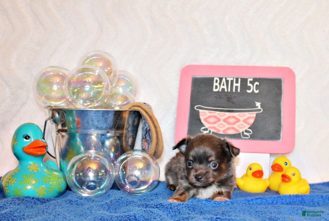 Chihuahua dogs for sale: Yesenia - Image 4