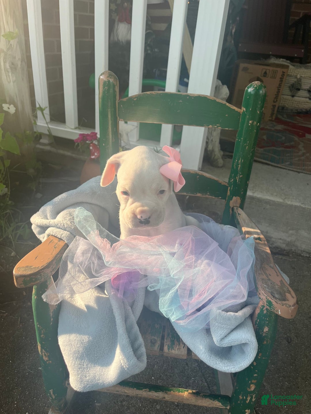 Boxer dogs for sale: Bellas Puppies - Image 3