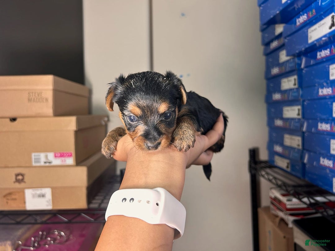Yorkshire Terrier dogs for sale: Lord - Image 3