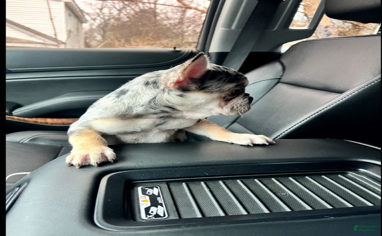French Bulldog dogs for sale - Ad 1
