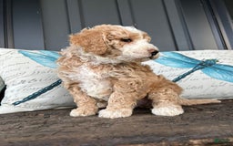 Aussiedoodle dogs for sale: Alder - Image 3