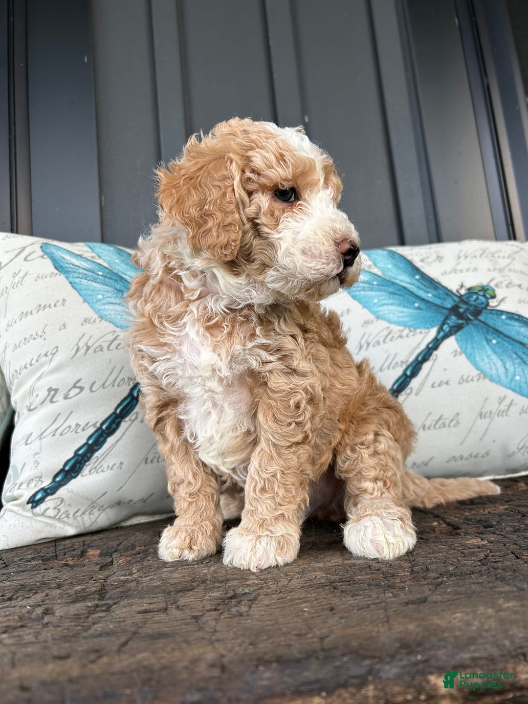 Aussiedoodle dogs for sale: Alder - Image 3