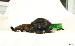 Bichpoo dogs for sale: Peppermint Patty - Image 5