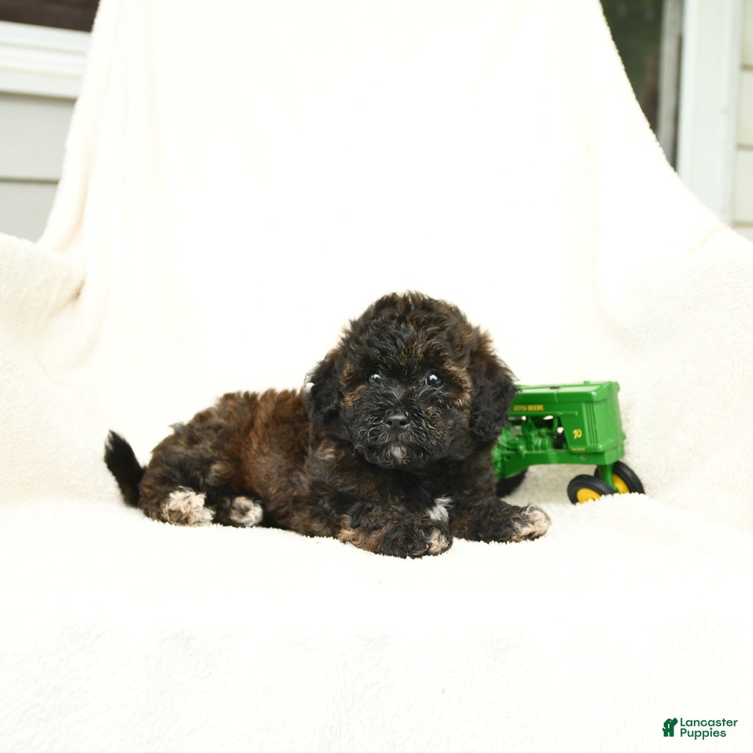 Bichpoo dogs for sale: Peppermint Patty - Image 5