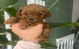 Toy Poodle dogs for sale: Mylar - Image 3