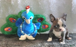 Boston Terrier dogs for sale: Marty - Image 2