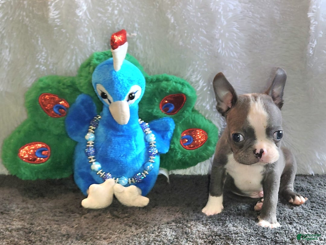Boston Terrier dogs for sale: Marty - Image 2