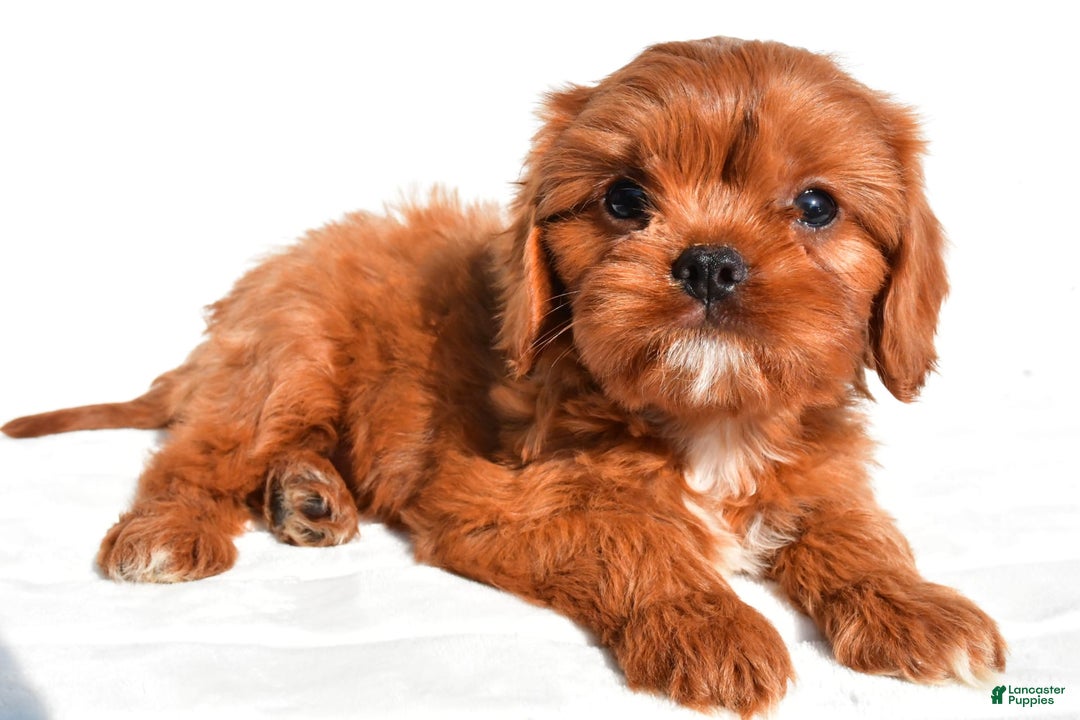 Cavapoo dogs for sale: Charlie - Image 3