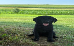 Labrador Retriever dogs for sale: Bella - Image 2