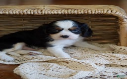 Cavalier King Charles Spaniel dogs for sale: Dexter - Image 3
