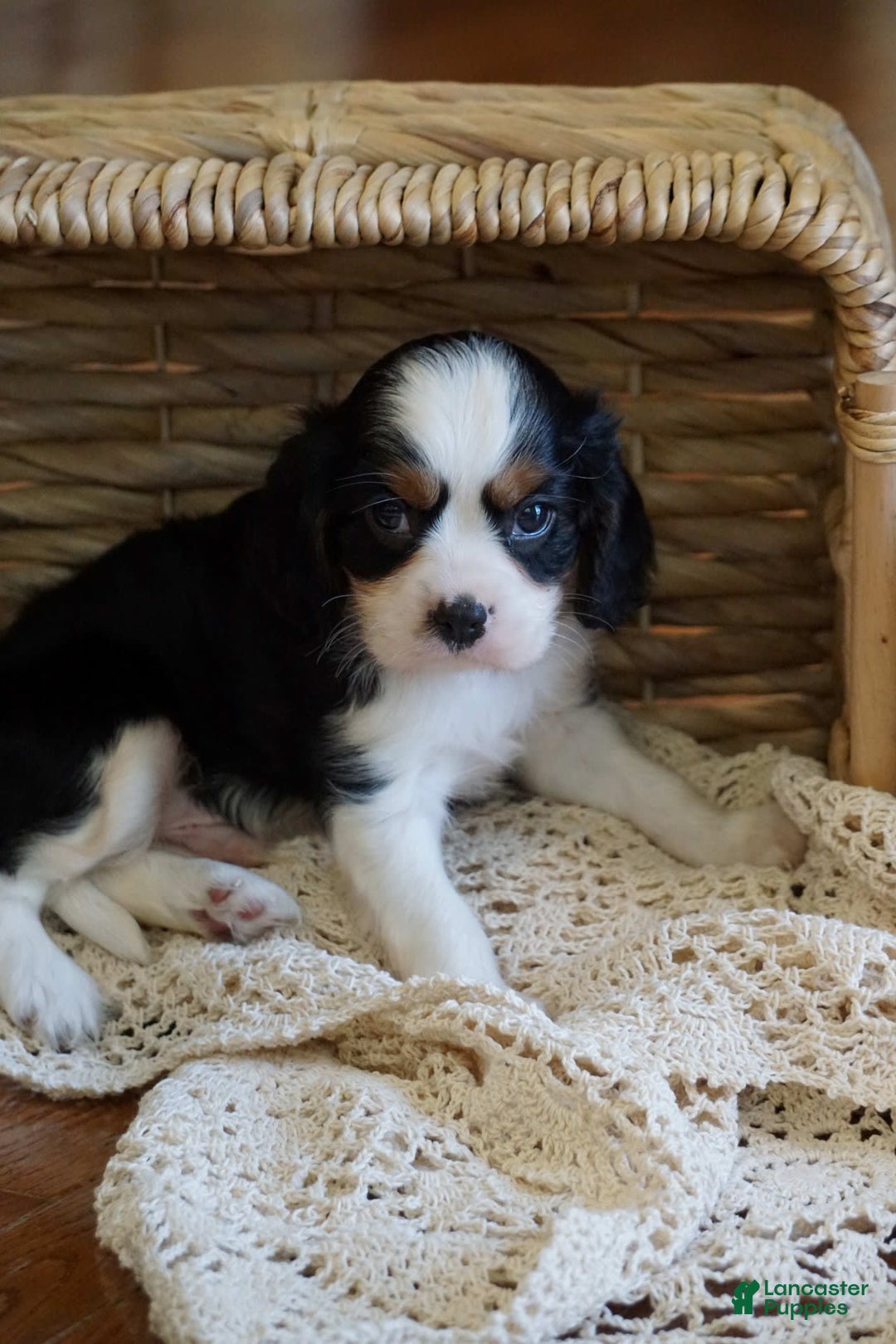 Cavalier King Charles Spaniel dogs for sale: Dexter - Image 3