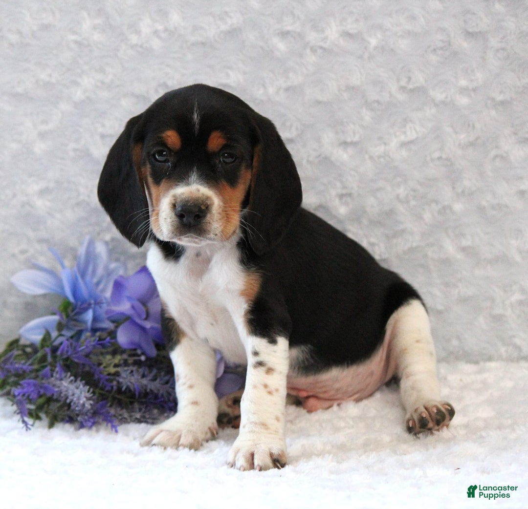 Beagle dogs for sale: Willy - Image 4