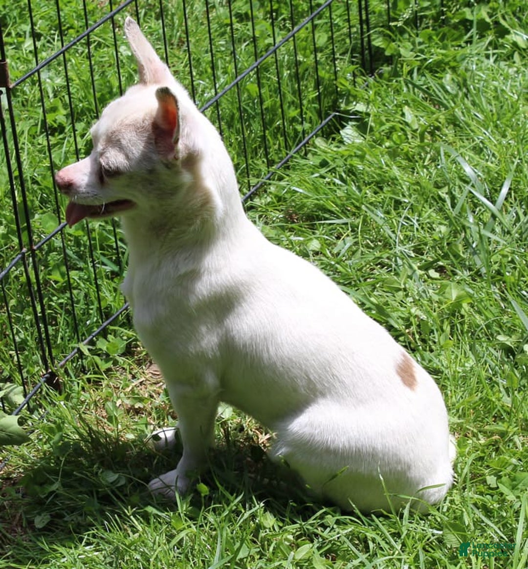 Chihuahua dogs for sale: Ivar - Image 10