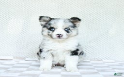 Pomsky dogs for sale: Bindy - Image 4