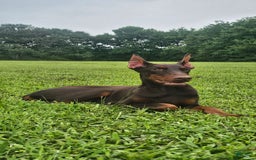 Doberman Pinscher dogs for sale: Nala - Image 5