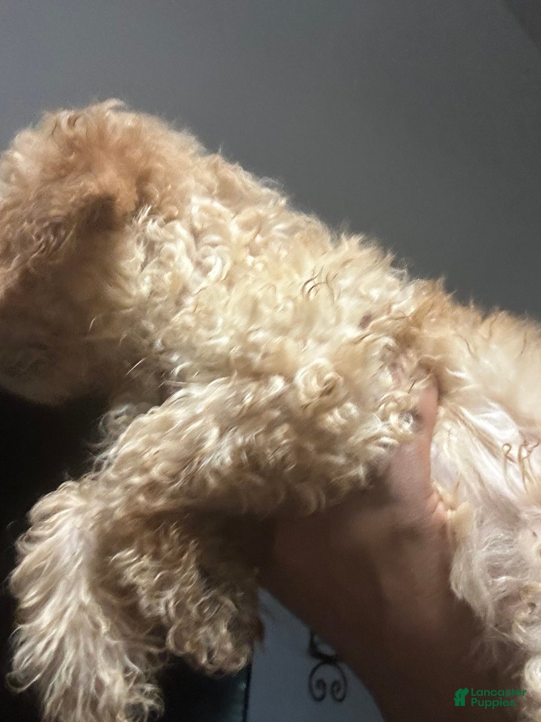 Maltipoo dogs for sale: Louis - Image 3