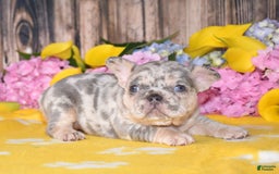 French Bulldog dogs for sale: Honey - Image 6