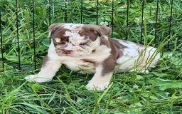 English Bulldog dogs for sale: Rocky - Image 17