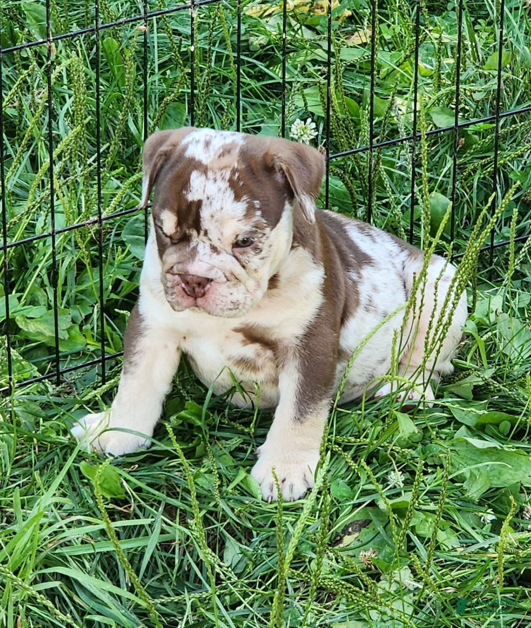 English Bulldog dogs for sale: Rocky - Image 17