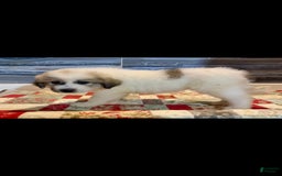 Great Pyrenees dogs for sale: Red - Image 7