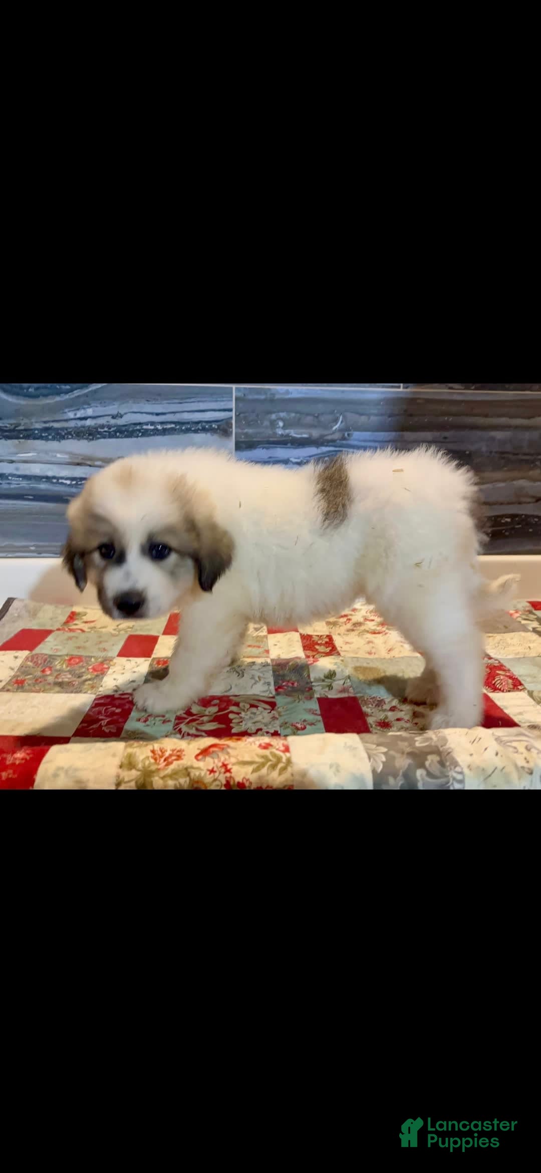 Great Pyrenees dogs for sale: Red - Image 7
