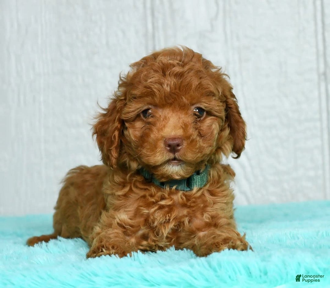 Cavapoo dogs for sale: Benji - Image 2