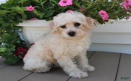 Schnoodle dogs for sale: Stacy - Image 8