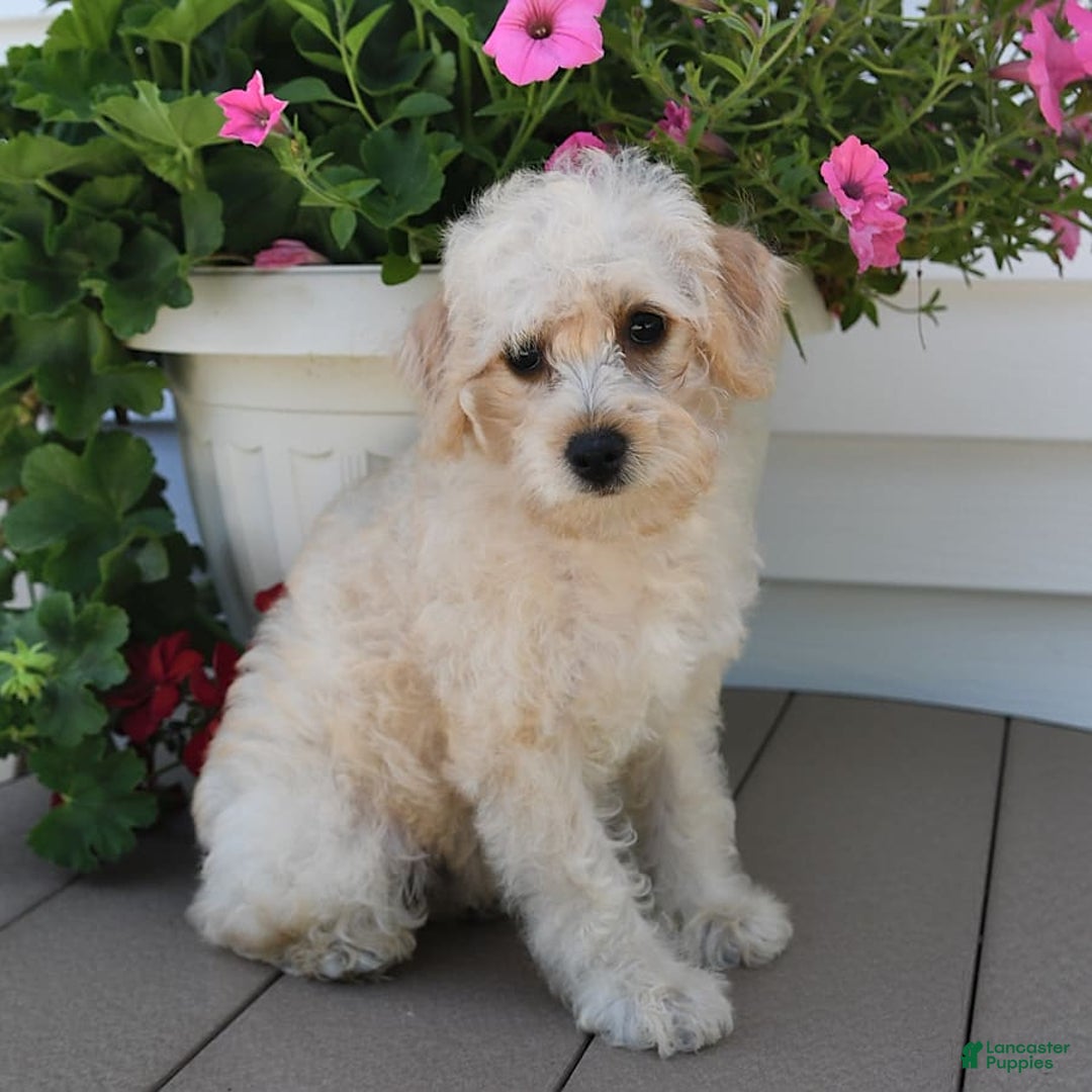 Schnoodle dogs for sale: Stacy - Image 8