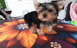 Yorkshire Terrier dogs for sale: Cc - Image 21