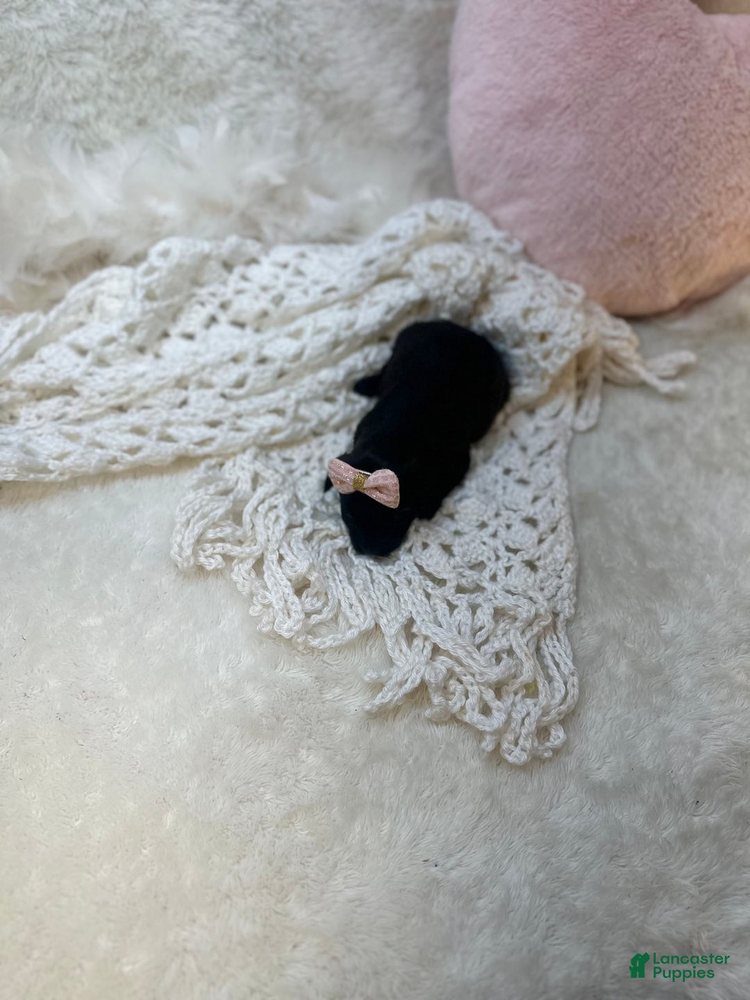 Morkie dogs for sale: Honey - Image 5