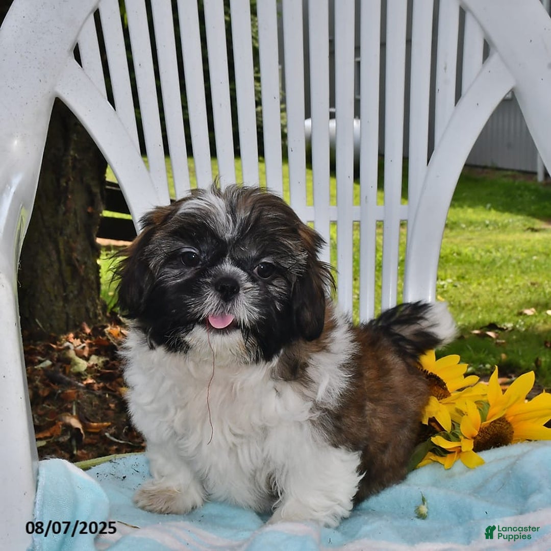 Shih Tzu dogs for sale: Olivia - Image 9