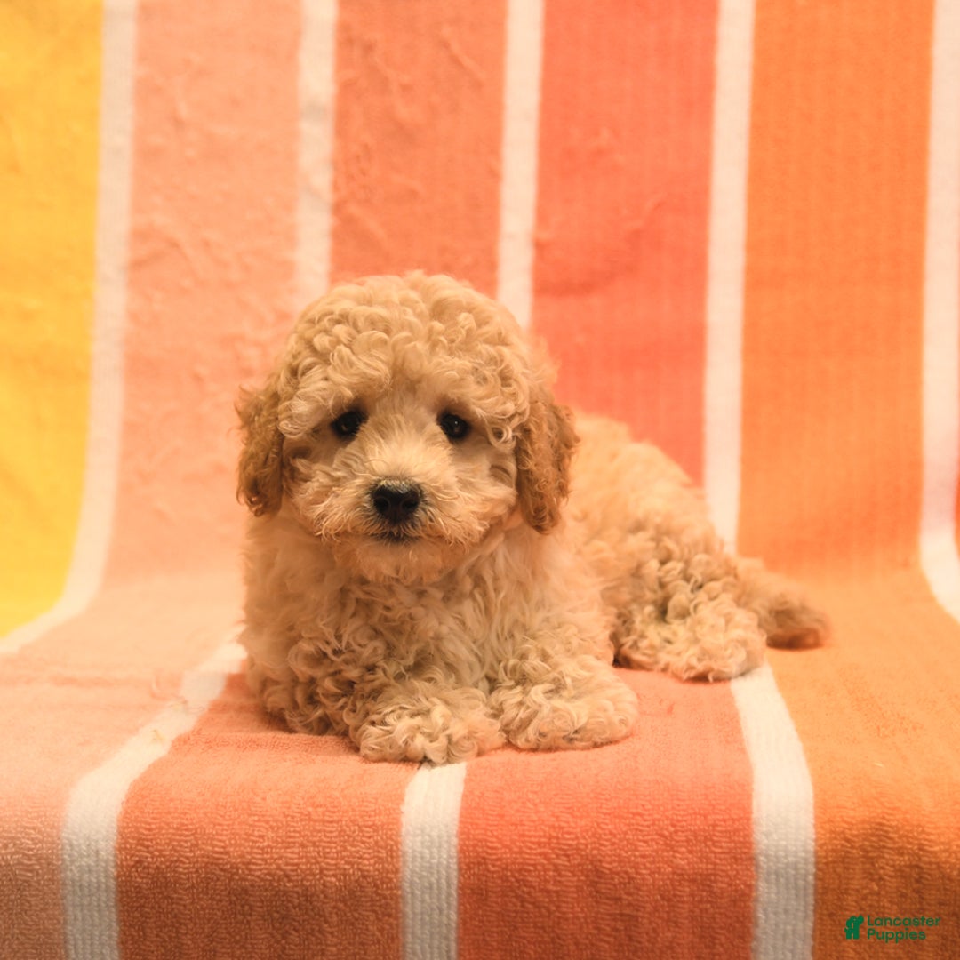 Bichpoo dogs for sale: Matt - Image 4
