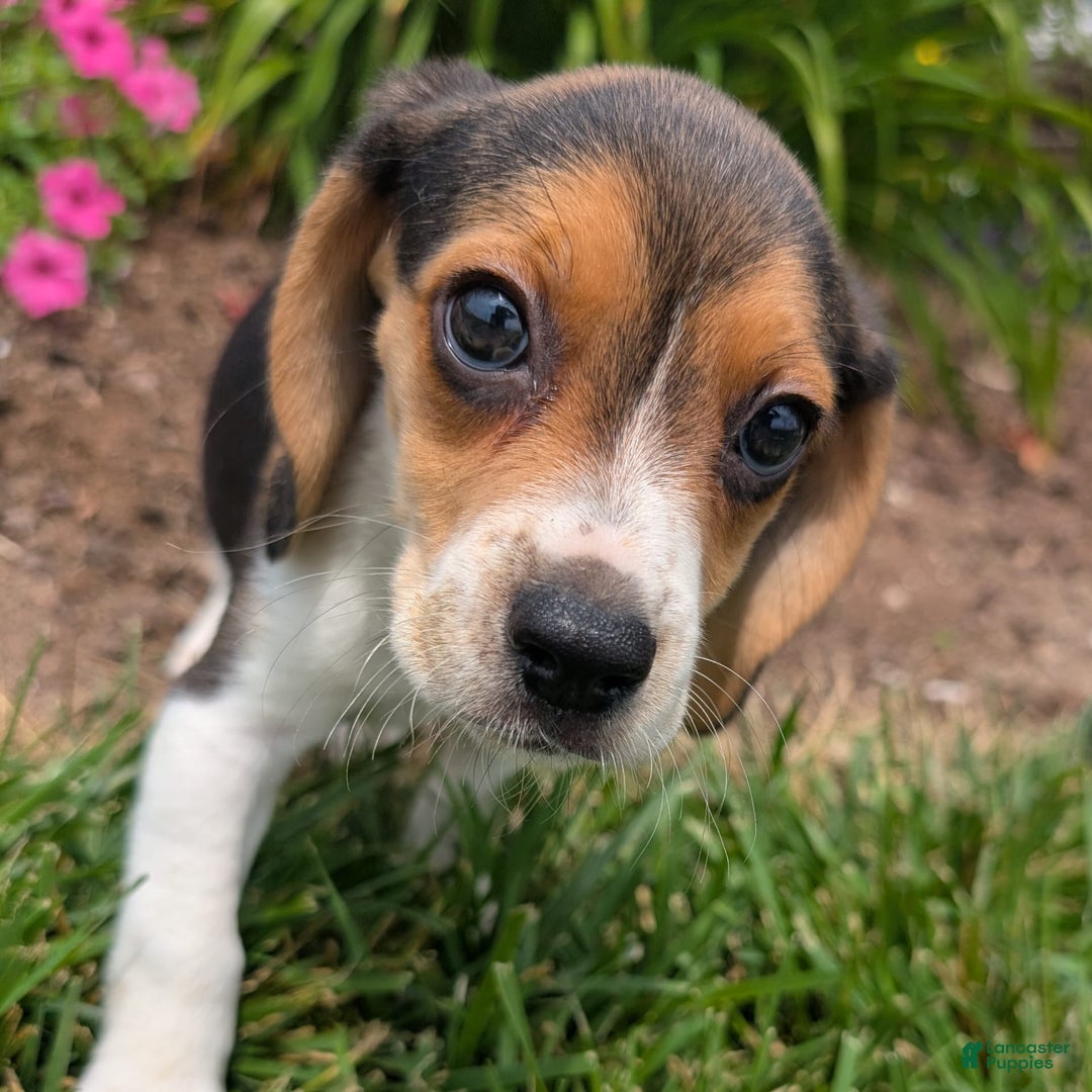 Beagle dogs for sale: Hazelnut - Image 5