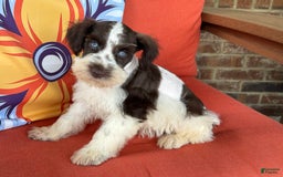 Miniature Schnauzer dogs for sale: Paisley Male 1 Liver Parti Blue Eyes - Image 8